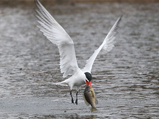 Caspian Tern - 4/15/18, Indian Park &copy; Bobby Brown