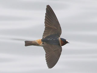 Cliff Swallow - 5/12/18, Rose Valley Lake &copy; Bobby Brown