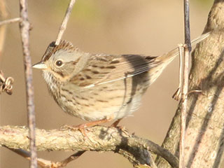 Lincoln's Sparrow - 5/2/18, Mill St. &copy; Bobby Brown
