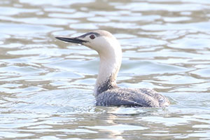 Red-throated Loon - 5/1/18, Canfield Island &copy; Bobby Brown