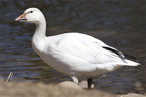 Snow Goose - 3/24/18, Indian Park &copy; Bobby Brown