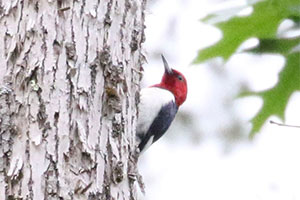 Red-headed Woodpecker - 6/6/18, Slate Run &copy; Bobby Brown