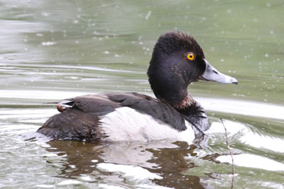 Ring-necked Duck - 6/1/18, Indian Park &copy; Bobby Brown