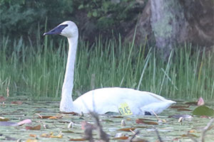 Trumpeter Swan - 6/1/18, Rock Run Rd. &copy; Bobby Brown