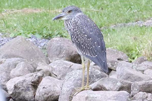 Yellow-crowned Night-Heron - 7/11/18, Rte. 287 &copy; Bobby Brown