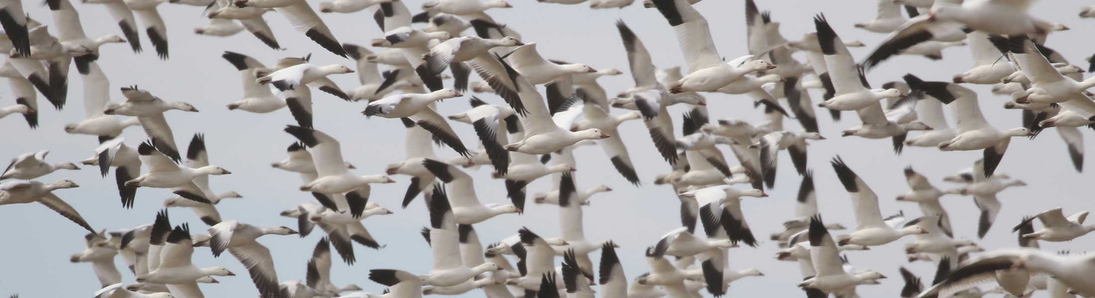 Seasonal Report - Winter 2019-20