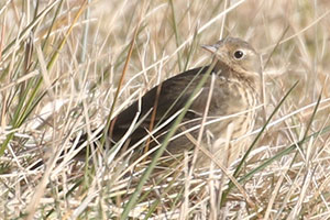 American Pipit - 1/6/20, Williamsport Dam &copy; Bobby Brown