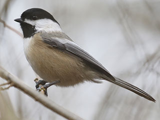 Black-capped Chickadee - 1/2/20, Williamsport Water Authority &copy; Bobby Brown