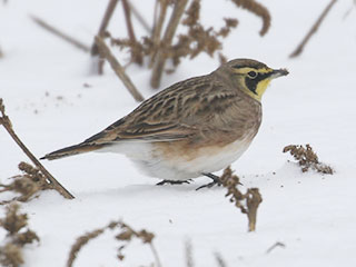 Horned Lark - 1/19/20, Muncy Twp. &copy; Bobby Brown
