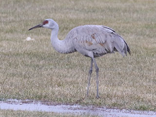Sandhill Crane - 1/1/20, Jersey Shore &copy; Bobby Brown