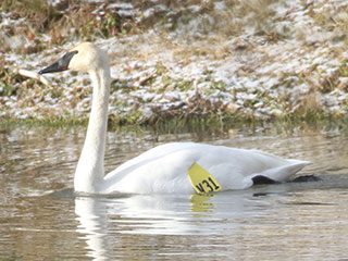 Trumpeter Swan - 1/1/20, Gamble Twp. &copy; Bobby Brown