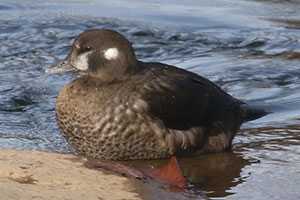 Harlequin Duck - 11/30/19, Lycoming Creek &copy; Bobby Brown