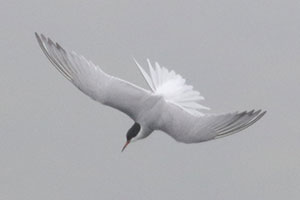 Common Tern - 5/13/19, Rose Valley Lake &copy; Bobby Brown