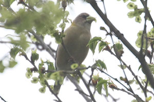 Evening Grosbeak - 5/3/19, Mill St. &copy; Bobby Brown