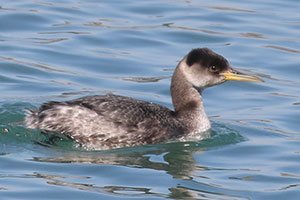 Red-necked Grebe - 3/9/19, Williamsport Dam &copy; Bobby Brown