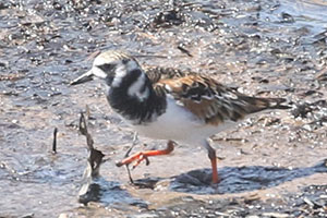Ruddy Turnstone - 5/26/19, Williamsport Dam &copy; Bobby Brown