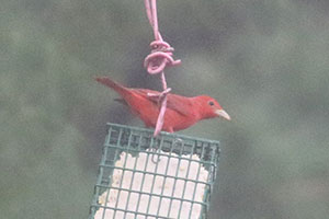 Summer Tanager - 5/2/19, Linden &copy; Bobby Brown