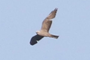 Mississippi Kite - 6/28/19, Montoursville &copy; Bobby Brown