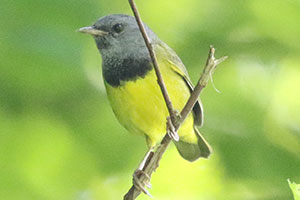 Mourning Warbler - 6/23/19, Bodines Rd. &copy; Bobby Brown