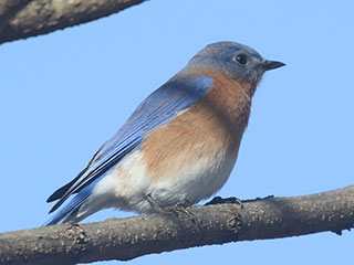 Eastern Bluebird - 1/9/21, Mill St. &copy; Bobby Brown