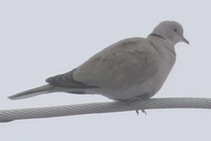 Eurasian Collared-Dove - 2/16/21, Lime Bluff Recreation Center &copy; Bobby Brown
