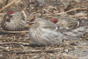 Hoary Redpoll - 2/6/21, near Mill Hill Rd. &copy; Bobby Brown