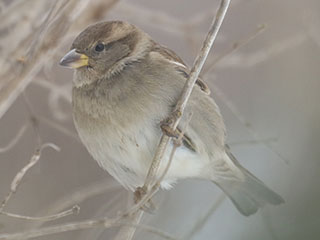 House Sparrow - 12/21/20, Montoursville &copy; Bobby Brown