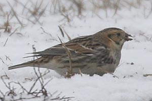Lapland Longspur - 2/7/21, Nisbet &copy; Bobby Brown