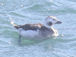 Long-tailed Duck - 2/6/21, Williamsport Dam &copy; Bobby Brown