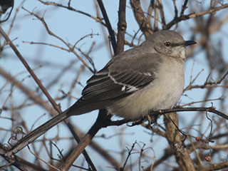 Northern Mockingbird - 1/24/21, Nisbet &copy; Bobby Brown