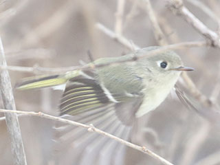 Ruby-crowned Kinglet - 12/31/20, Rose Valley Lake &copy; Bobby Brown
