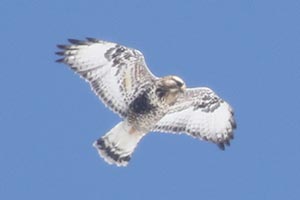 Rough-legged Hawk - 2/21/21, Mill Hill Rd. &copy; Bobby Brown