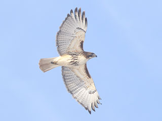 Red-tailed Hawk - 2/17/21, Mill St. &copy; Bobby Brown