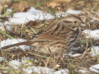 Song Sparrow - 2/7/21, Mill St. &copy; Bobby Brown
