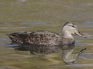 American Black Duck - 10/25/20, Indian Park &copy; Bobby Brown