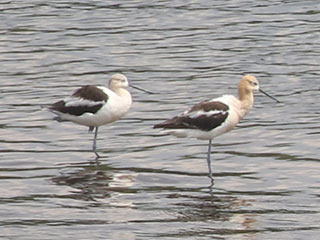 American Avocet - 8/11/20, Williamsport Dam &copy; Bobby Brown