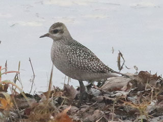 American Golden-Plover - 11/12/20, Williamsport Dam &copy; Bobby Brown