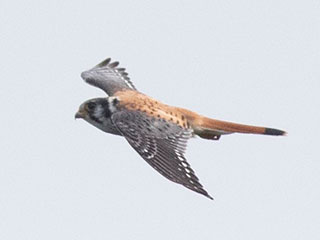 American Kestrel - 8/30/20, Rte. 15 Overlook &copy; David Brown