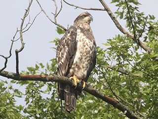 Bald Eagle - 8/8/20, Mill St. &copy; Bobby Brown