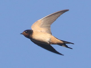 Barn Swallow - 9/6/20, Rose Valley Lake &copy; Bobby Brown