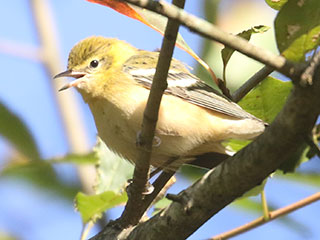 Bay-breasted Warbler - 9/20/20, SGL 252 &copy; Bobby Brown