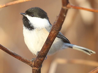 Black-capped Chickadee - 11/29/20, Mill St. &copy; Bobby Brown