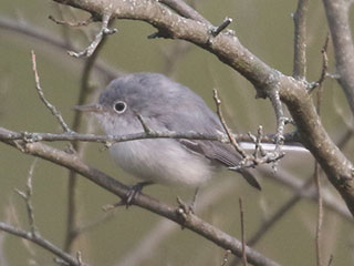 Blue-gray Gnatcatcher - 9/15/20, Rose Valley Lake &copy; Bobby Brown