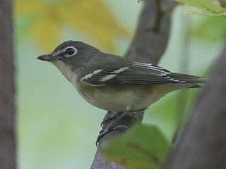 Blue-headed Vireo - 9/26/20, Canfield Island &copy; Bobby Brown