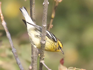 Blackburnian Warbler - 9/18/20, Rose Valley Lake &copy; Bobby Brown