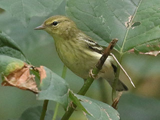 Blackpoll Warbler - 10/4/20, Canfield Island &copy; Bobby Brown