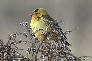 Bobolink - 10/31/20, Antes Fort &copy; Steve Pinkerton