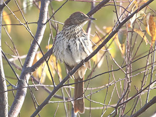 Brown Thrasher - 10/3/20, Rose Valley Lake &copy; Bobby Brown