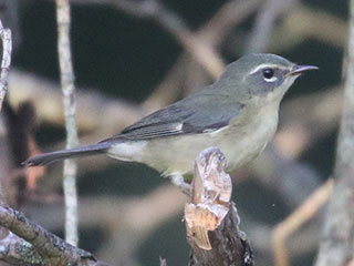 Black-throated Blue Warbler - 8/23/20, Rose Valley Lake &copy; Bobby Brown