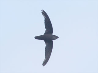 Chimney Swift - 8/7/20, Williamsport Dam &copy; Bobby Brown
